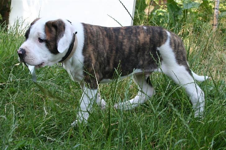 Amerikansk bulldog BAB´s Cudo SOLGT billede 13