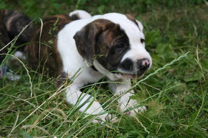 Amerikansk bulldog BAB´s Cudo SOLGT billede 14
