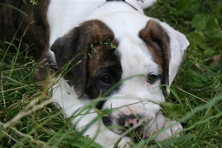 Amerikansk bulldog BAB´s Cudo SOLGT billede 15