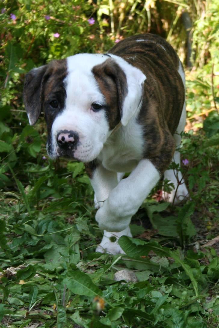 Amerikansk bulldog BAB´s Cudo SOLGT billede 16