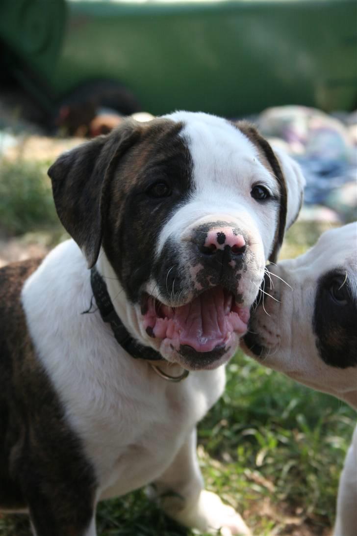 Amerikansk bulldog BAB´s Cudo SOLGT billede 17