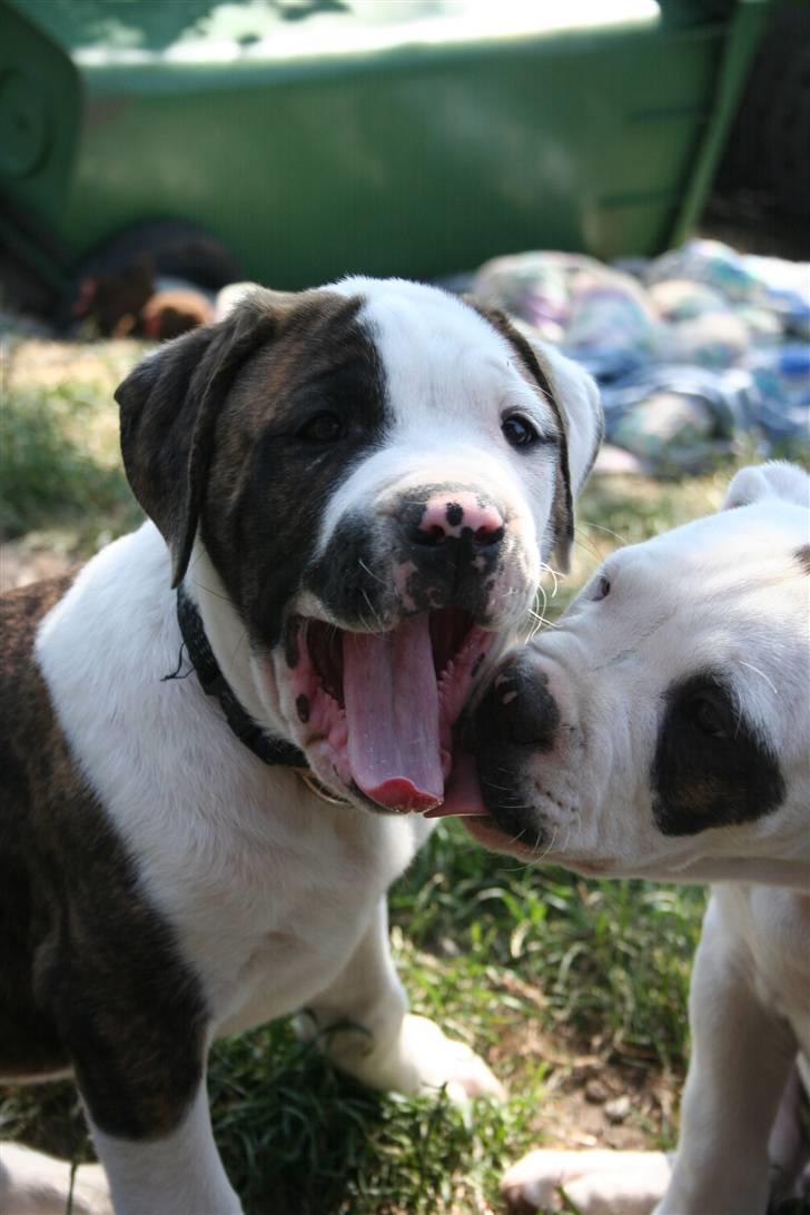 Amerikansk bulldog BAB´s Cudo SOLGT billede 18