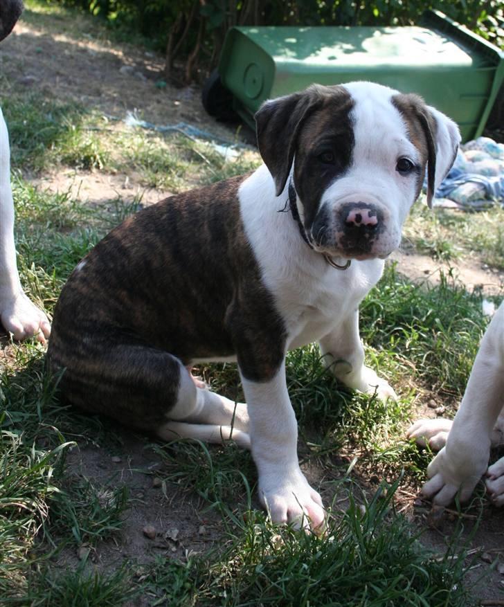 Amerikansk bulldog BAB´s Cudo SOLGT billede 19