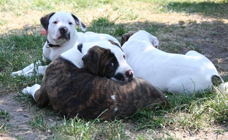 Amerikansk bulldog BAB´s Cudo SOLGT billede 20