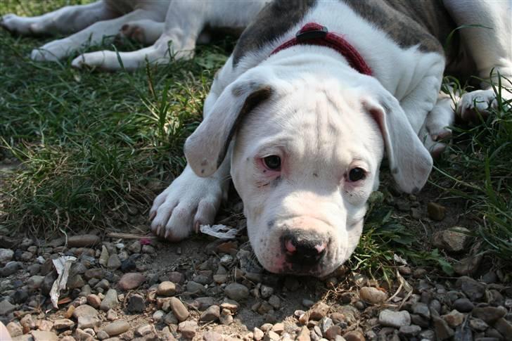 Amerikansk bulldog BAB´s Little queen R.I.P min tøs billede 19