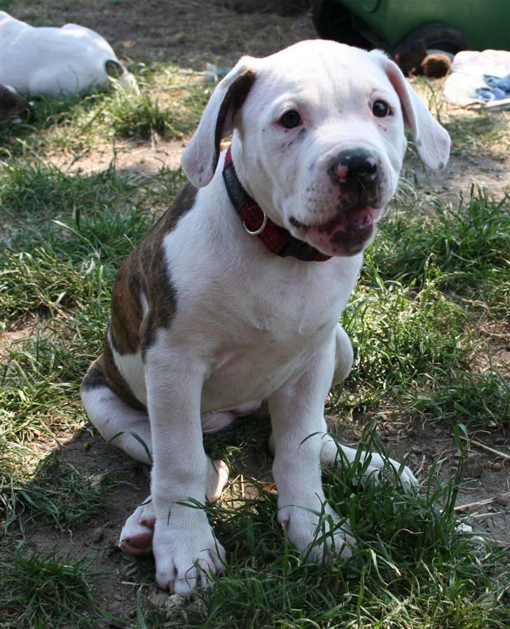 Amerikansk bulldog BAB´s Little queen R.I.P min tøs billede 20
