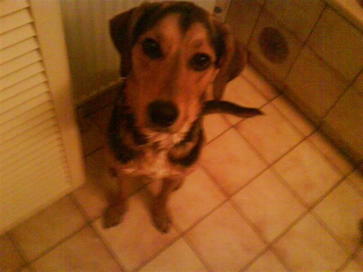 Blanding af racer Tyson billede 12