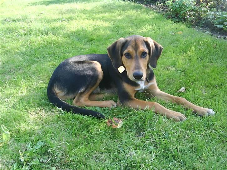 Blanding af racer Tyson billede 13