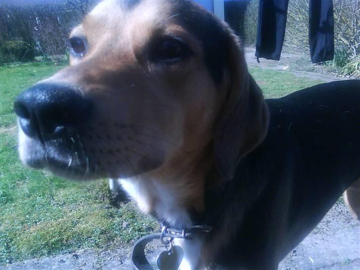 Blanding af racer Tyson billede 14