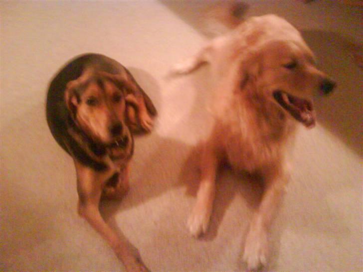 Blanding af racer Tyson billede 15