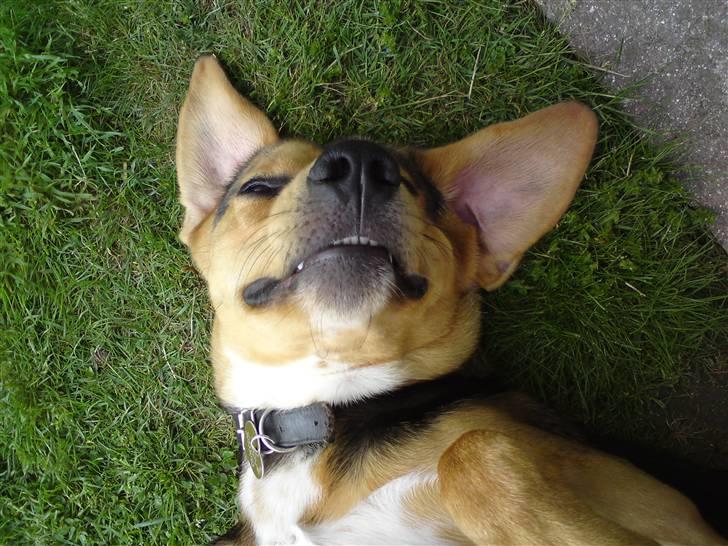 Blanding af racer Tyson billede 16