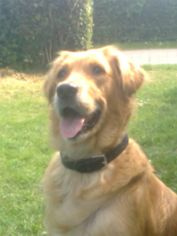 Blanding af racer Tiggy R.I.P :( - Velkommen til Tiggy´s profil.... billede 1