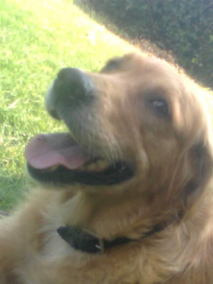 Blanding af racer Tiggy R.I.P :( billede 3
