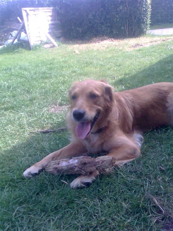 Blanding af racer Tiggy R.I.P :( billede 4