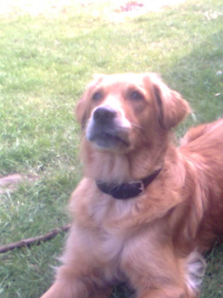 Blanding af racer Tiggy R.I.P :( billede 6