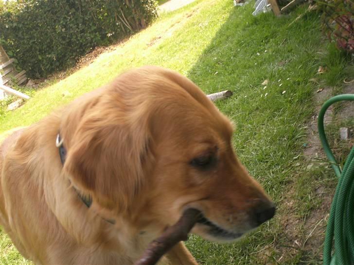 Blanding af racer Tiggy R.I.P :( billede 7