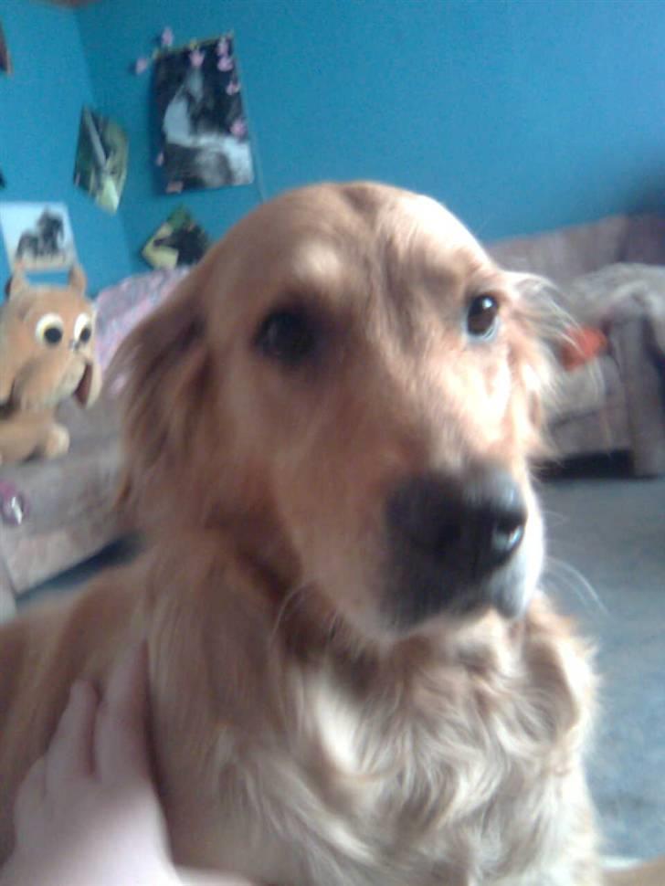 Blanding af racer Tiggy R.I.P :( billede 8