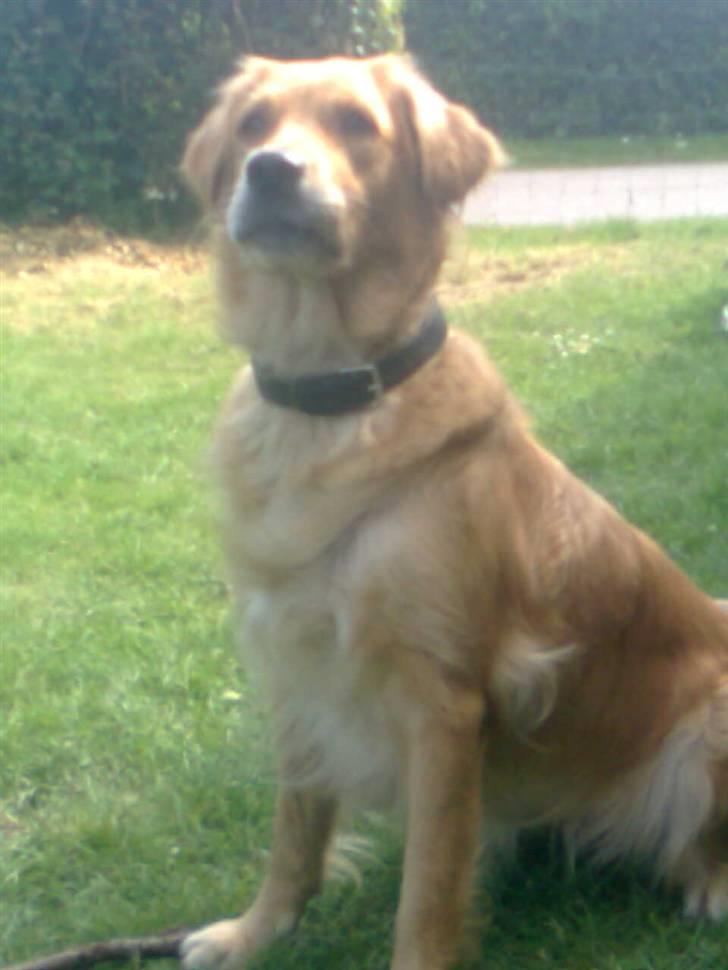 Blanding af racer Tiggy R.I.P :( - Smukke mig billede 10