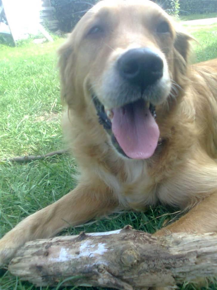 Blanding af racer Tiggy R.I.P :( billede 11