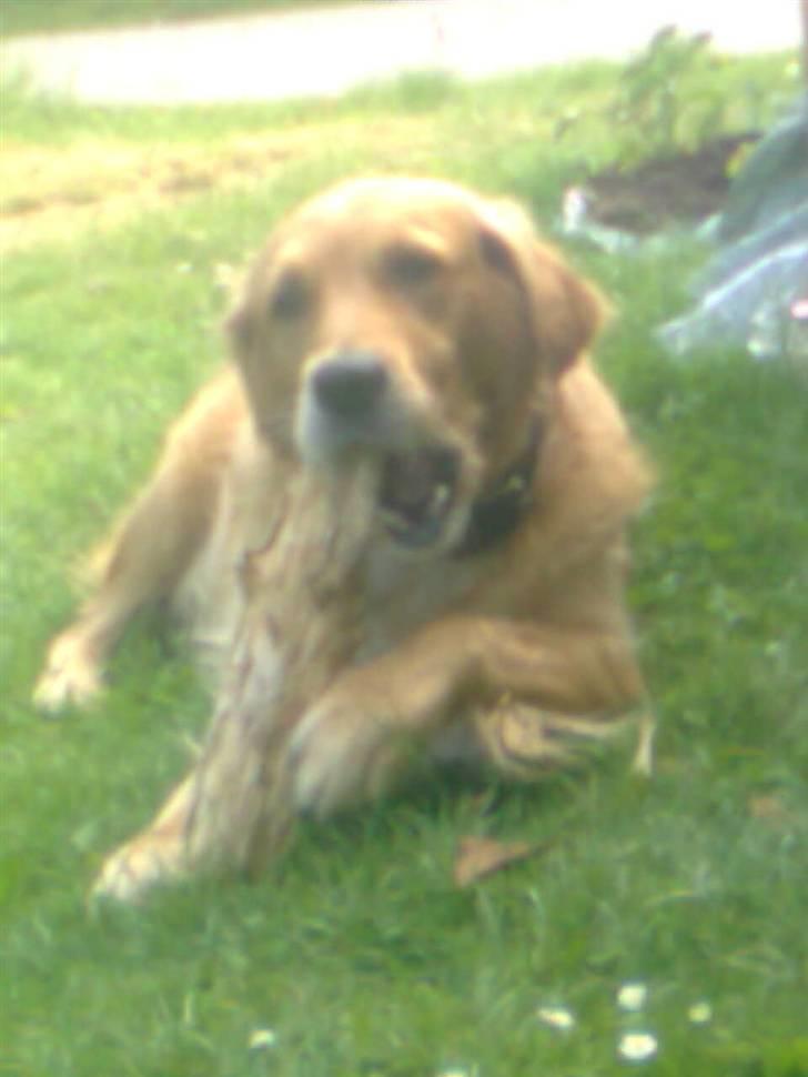 Blanding af racer Tiggy R.I.P :( billede 12