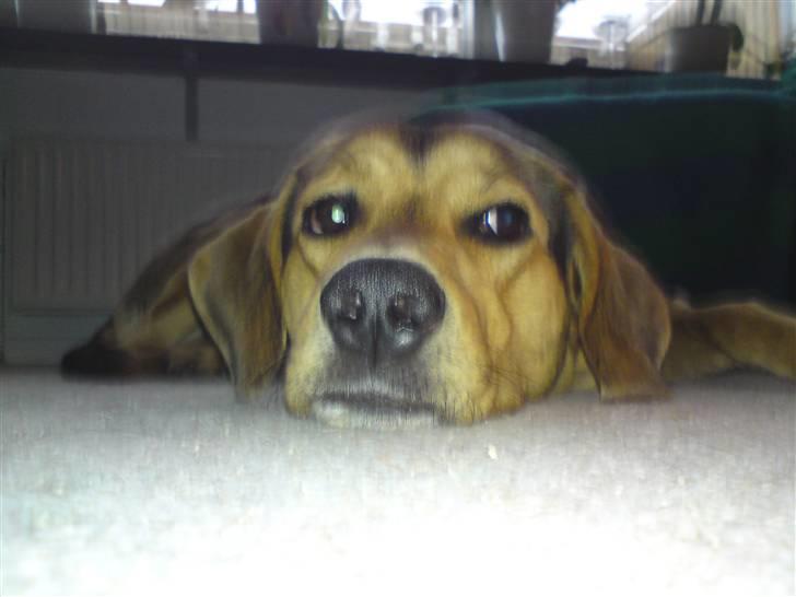 Blanding af racer Tyson billede 19