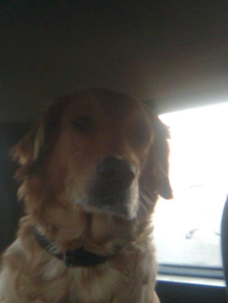 Blanding af racer Tiggy R.I.P :( billede 13