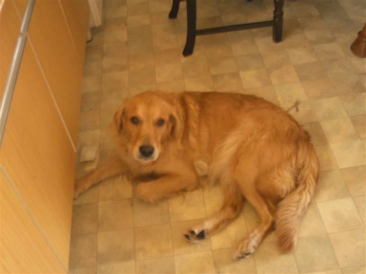 Blanding af racer Tiggy R.I.P :( billede 14