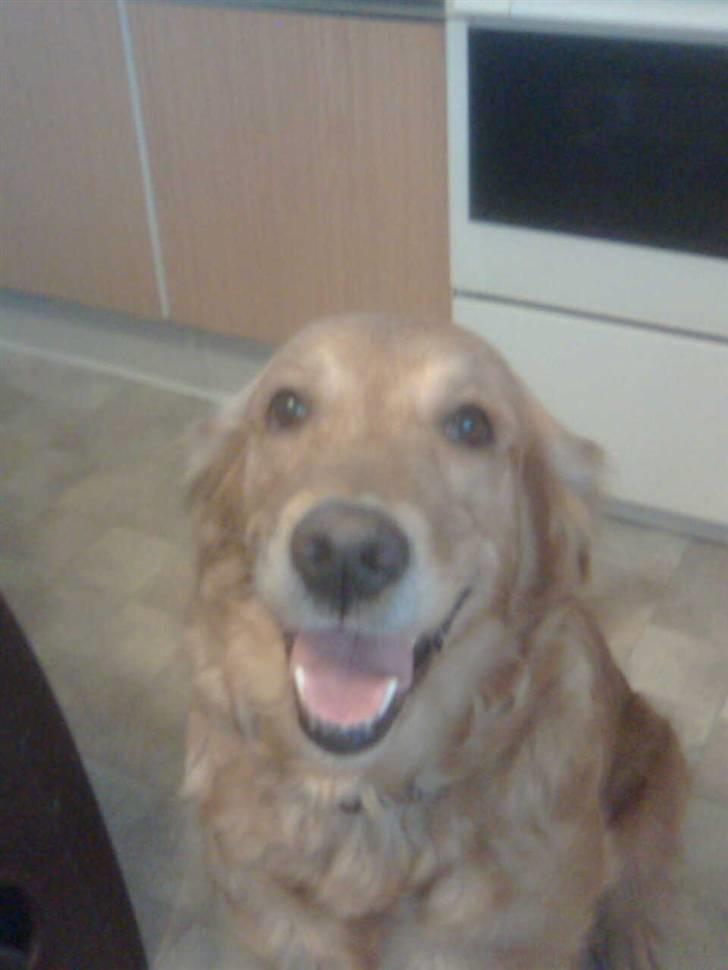 Blanding af racer Tiggy R.I.P :( billede 16