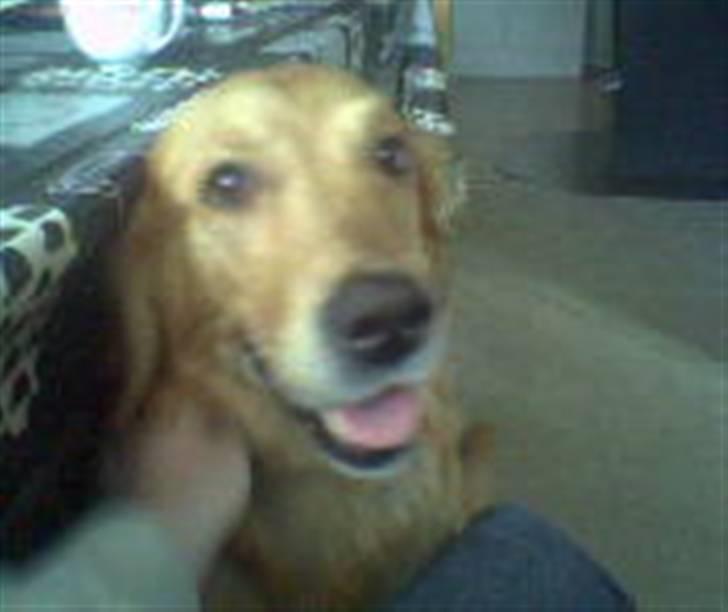Blanding af racer Tiggy R.I.P :( billede 17