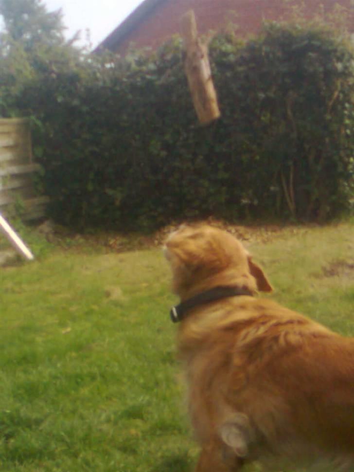 Blanding af racer Tiggy R.I.P :( - Farvel og tak for kigget billede 18