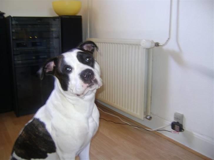 Blanding af racer Munnie - Er hun iik skøn :) billede 16