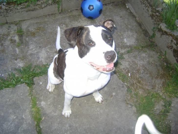 Blanding af racer Munnie - Kan sidde pænt :)  billede 17