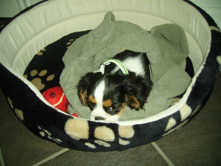 Cavalier king charles spaniel Malekit´s Molly - Da jeg var lille bette..!!<33  billede 13