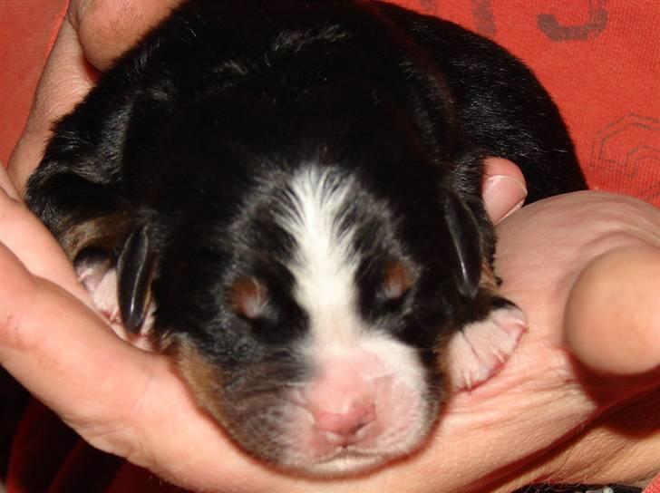 Berner sennenhund Bartley - Bartley 1 dag gammel billede 1