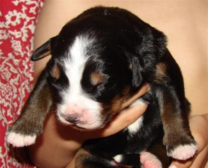 Berner sennenhund Bartley - Bartley 1 uge gammel billede 2