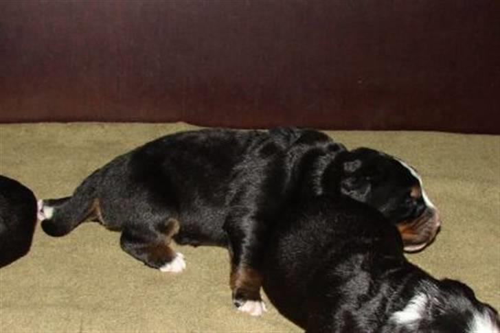 Berner sennenhund Bartley - 9 dage gammel Her øver jeg mig i at gå... det er altså svært billede 4