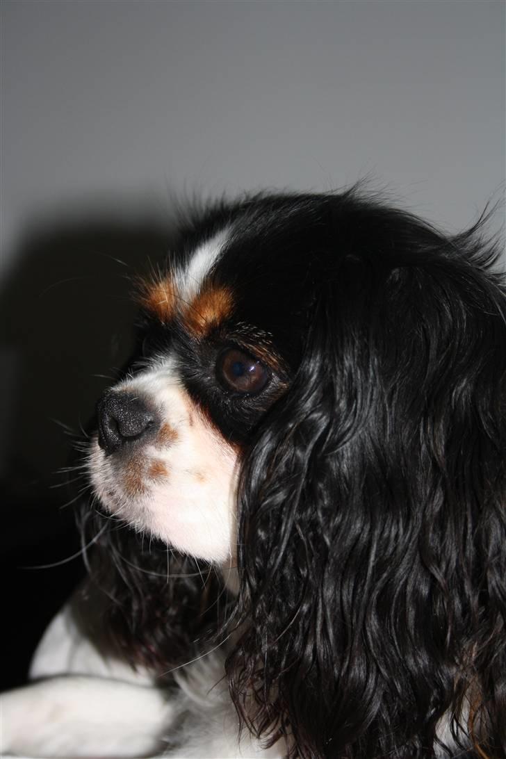 Cavalier king charles spaniel Malekit´s Molly - Nurh lille hund(: billede 14