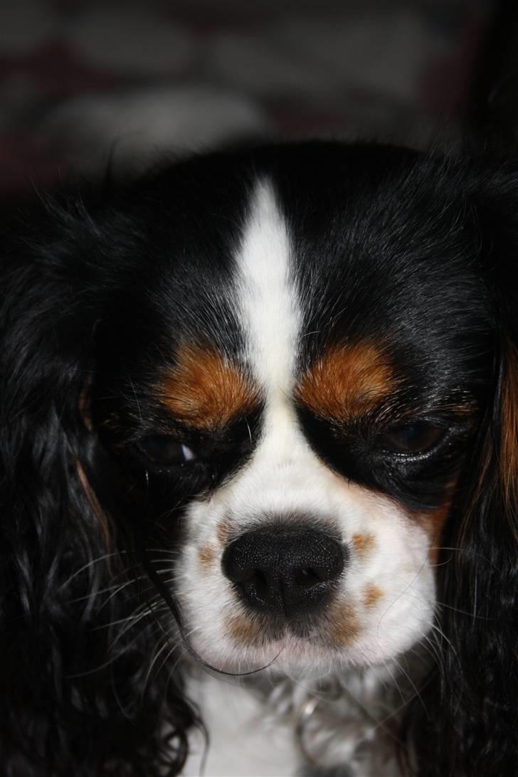 Cavalier king charles spaniel Malekit´s Molly - min smukke waps(: billede 18