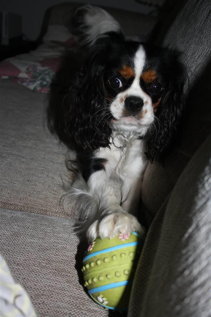 Cavalier king charles spaniel Malekit´s Molly - min bold(: billede 20