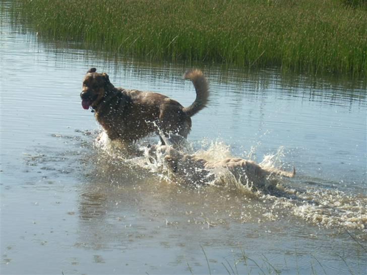 Blanding af racer Charlie *RIP* - Kommer i eller hvad?? billede 14
