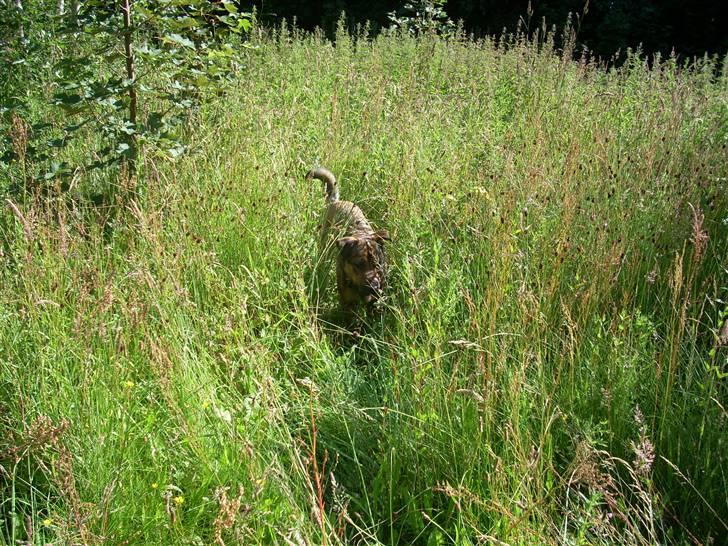 Blanding af racer Charlie *RIP* - Charlie i fuld gang med at afsøge et felt billede 15
