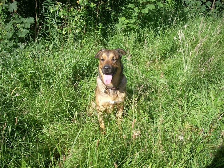 Blanding af racer Charlie *RIP* - Min dejlige dreng :-) billede 16