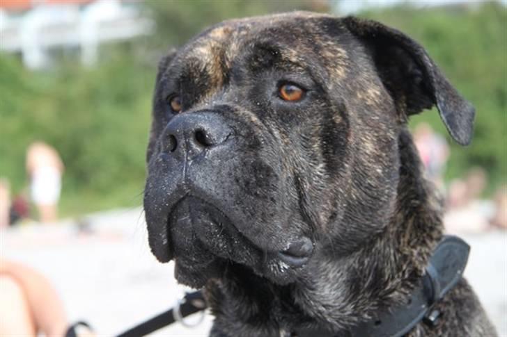 Mallorca Mastiff / Ca de Bou Albert - 1 år gammel billede 1