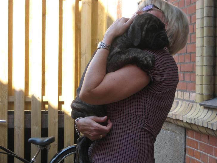 Mallorca Mastiff / Ca de Bou Albert - lige kommet hjem fra kennelen billede 6