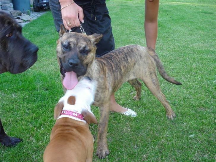 Dogo canario dg´s brecka (cali) billede 1