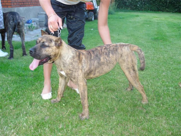 Dogo canario dg´s brecka (cali) billede 2