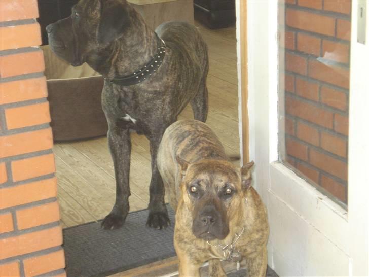 Dogo canario dg´s brecka (cali) billede 3