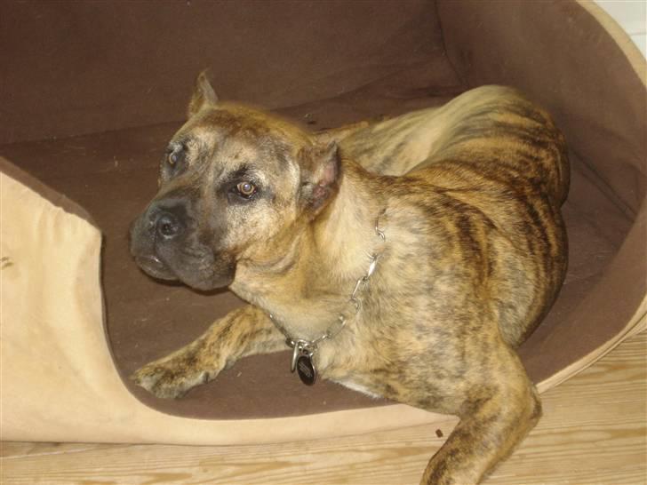 Dogo canario dg´s brecka (cali) billede 4