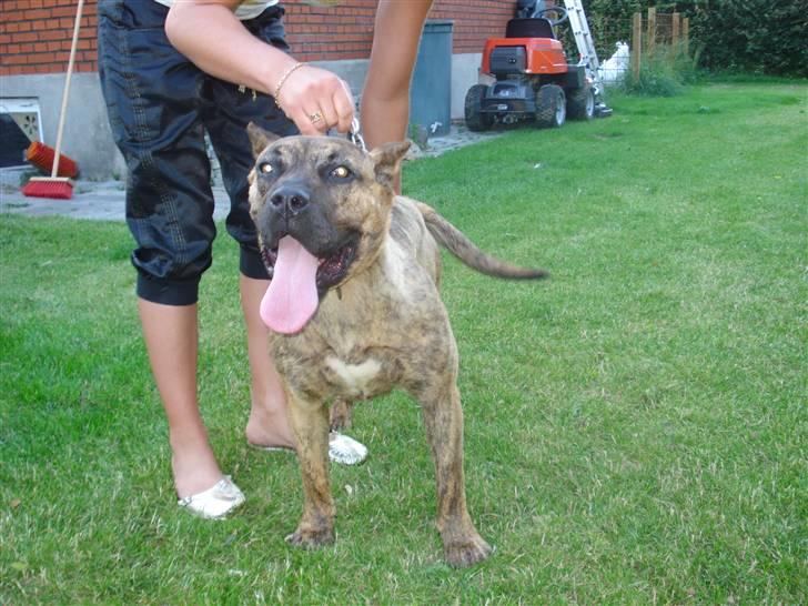 Dogo canario dg´s brecka (cali) billede 5