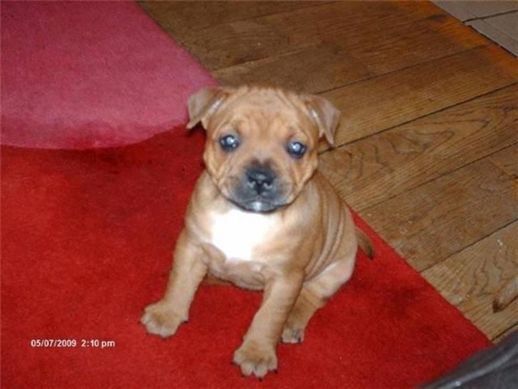 Staffordshire bull terrier Betty  - Betty da hun stadig var hos sine søskende i England billede 2